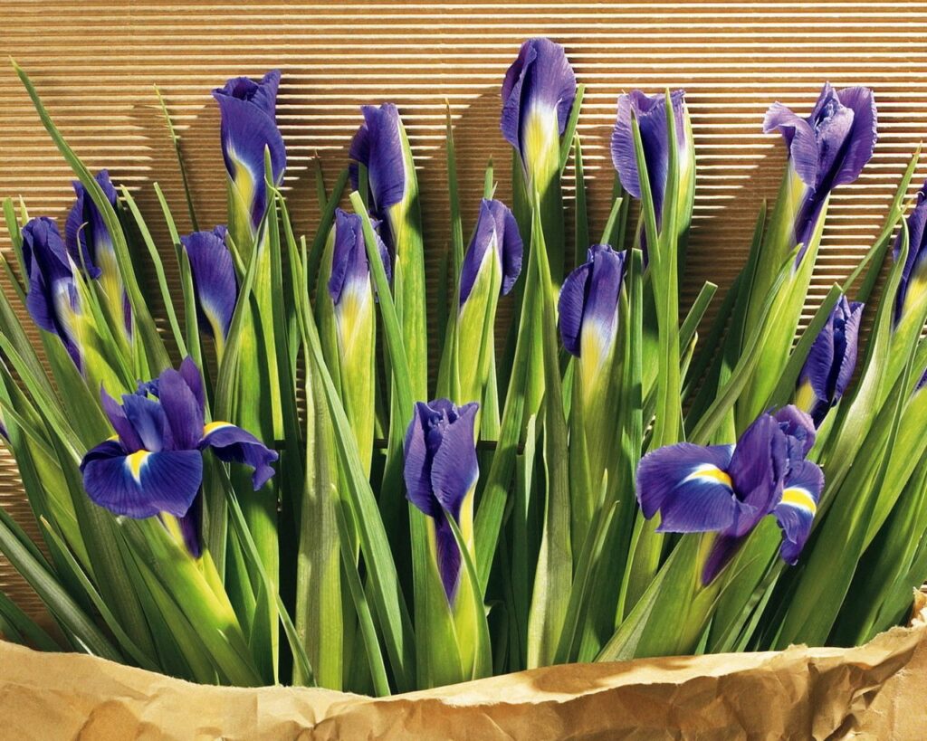 Vibrant Purple Irises on Textured Corrugated Paper Background Wallpaper