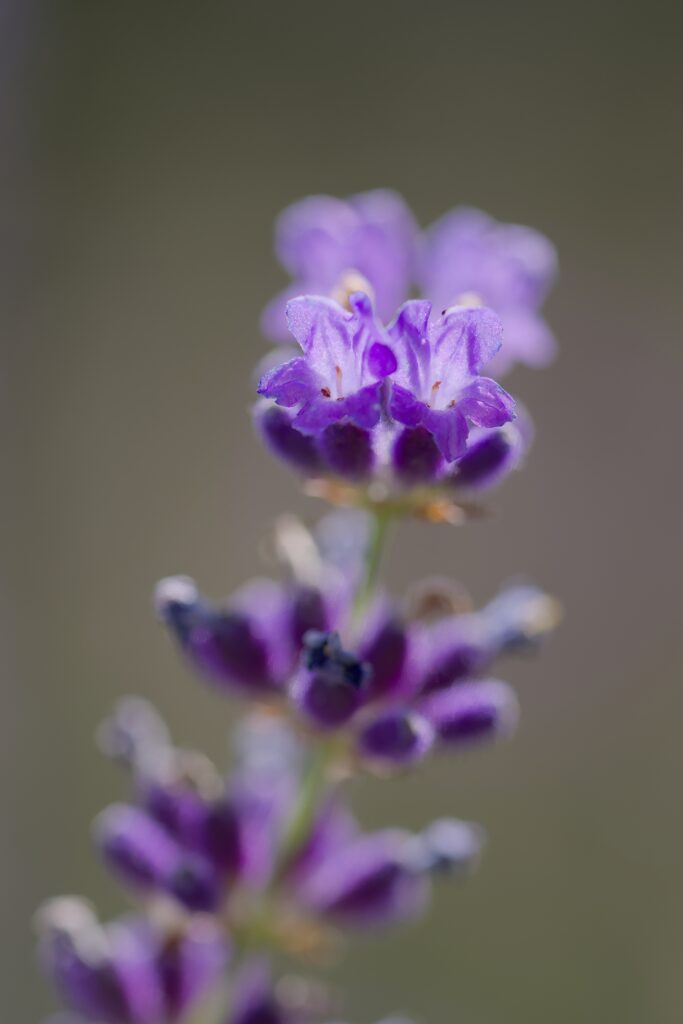 Close-Up Lavender Inflorescence with Vibrant Purple Flowers Background Wallpaper