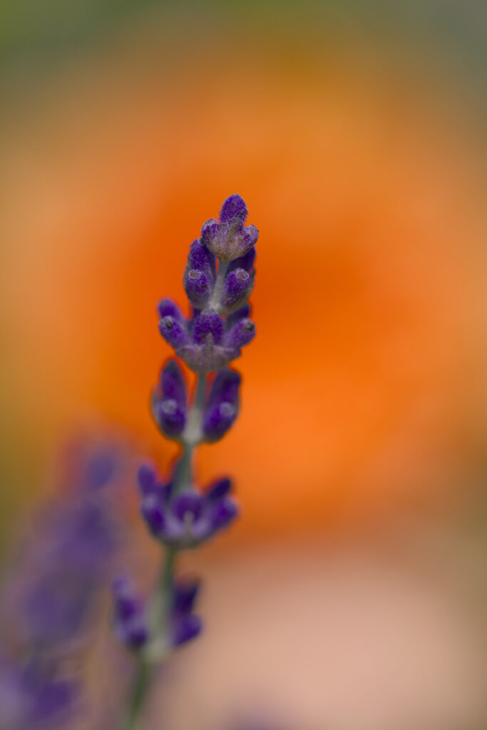 Vibrant Purple Lavender Inflorescence Against Warm Orange Background Wallpaper