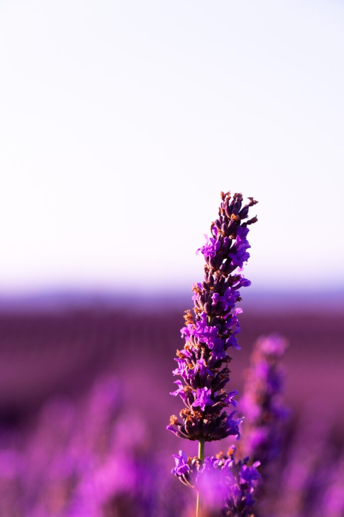 Serene Lavender Flower Close-Up Wallpaper in Vibrant Purple Hues