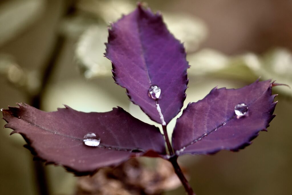Vibrant Purple Leaf with Water Droplets - Nature Wallpaper Background