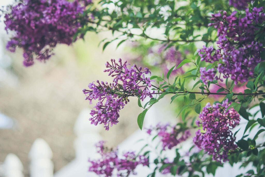 Vibrant Purple Lilac Flowers Wallpaper - Spring Background Beauty