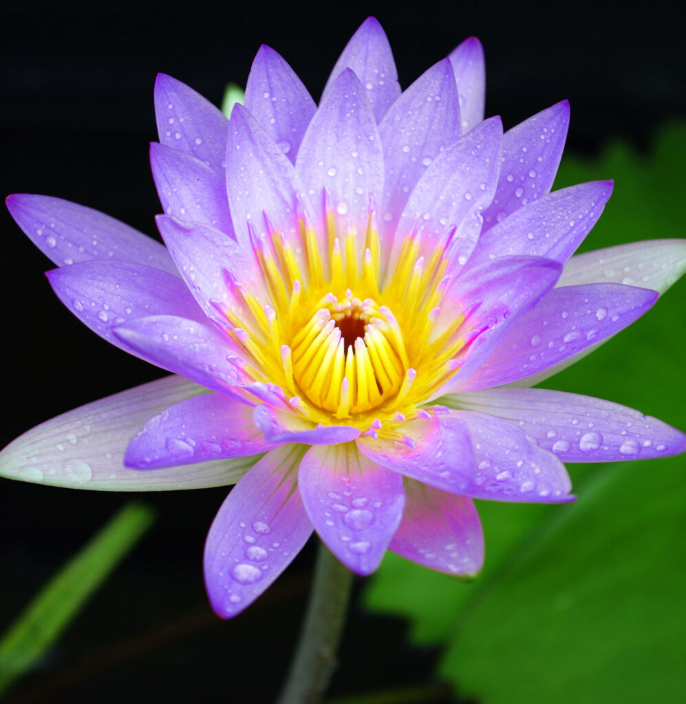 Vibrant Purple Lotus Flower Wallpaper with Water Droplets on Green