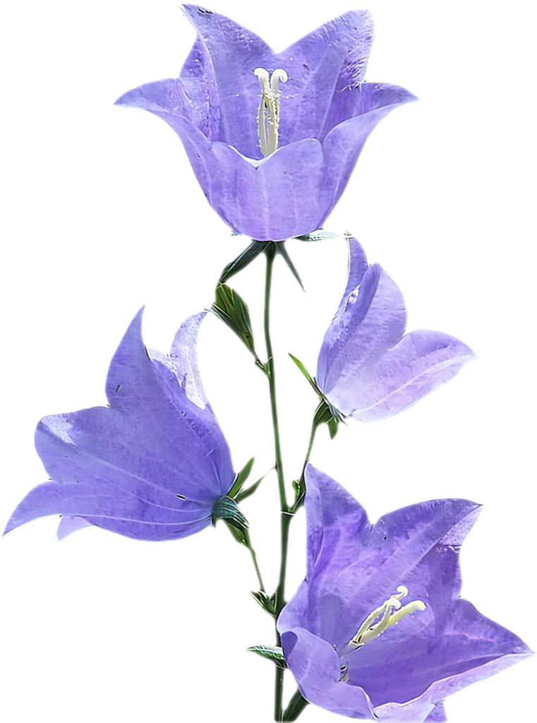 Vibrant Purple Morning Glory Flowers Wallpaper on Transparent Background