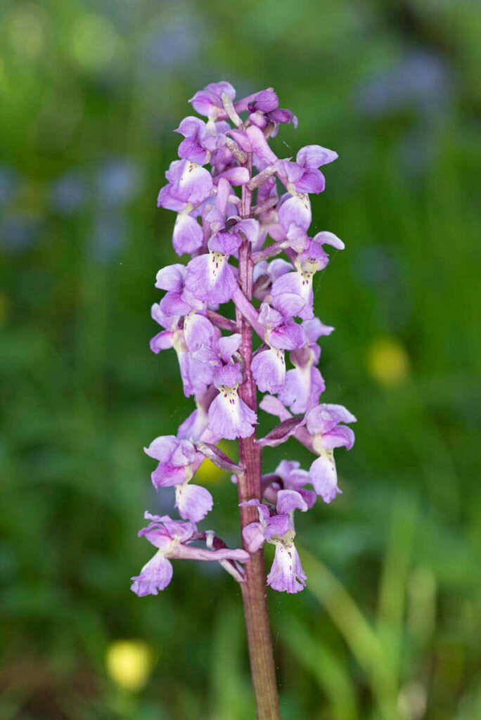 Beautiful Purple Orchid Close-Up Wallpaper on Lush Green Background