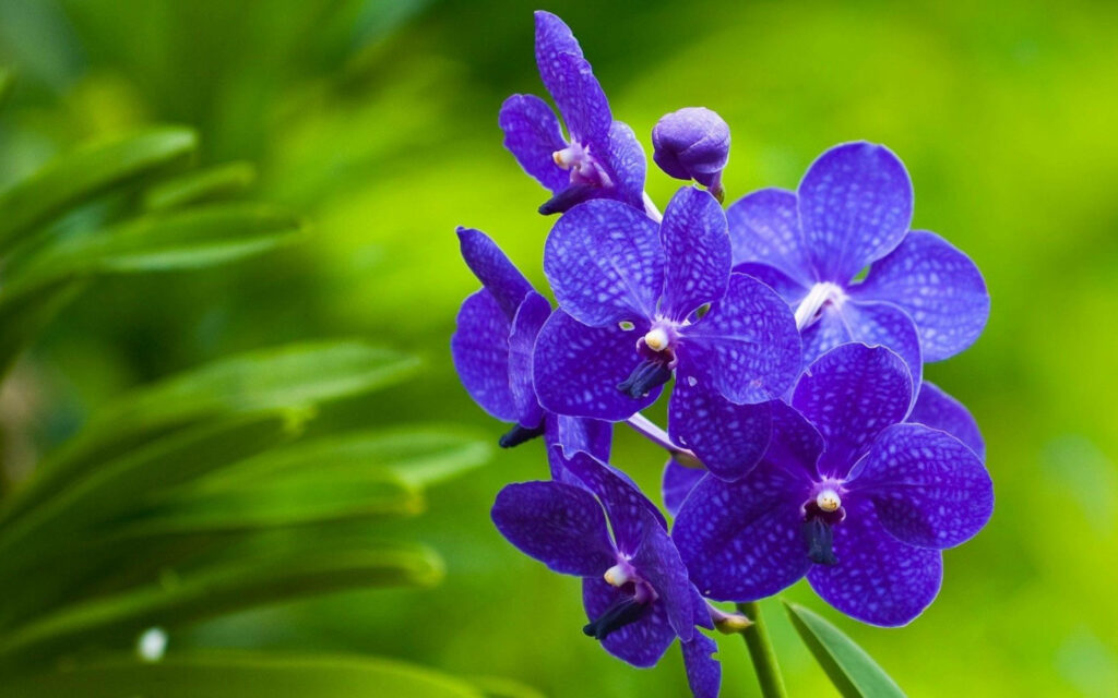 Vibrant Purple Orchids on Lush Green Background - Stunning Wallpaper