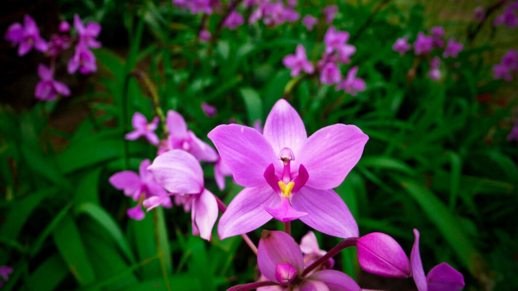 Vibrant Purple Orchids & Green Foliage - Serene Spring Wallpaper