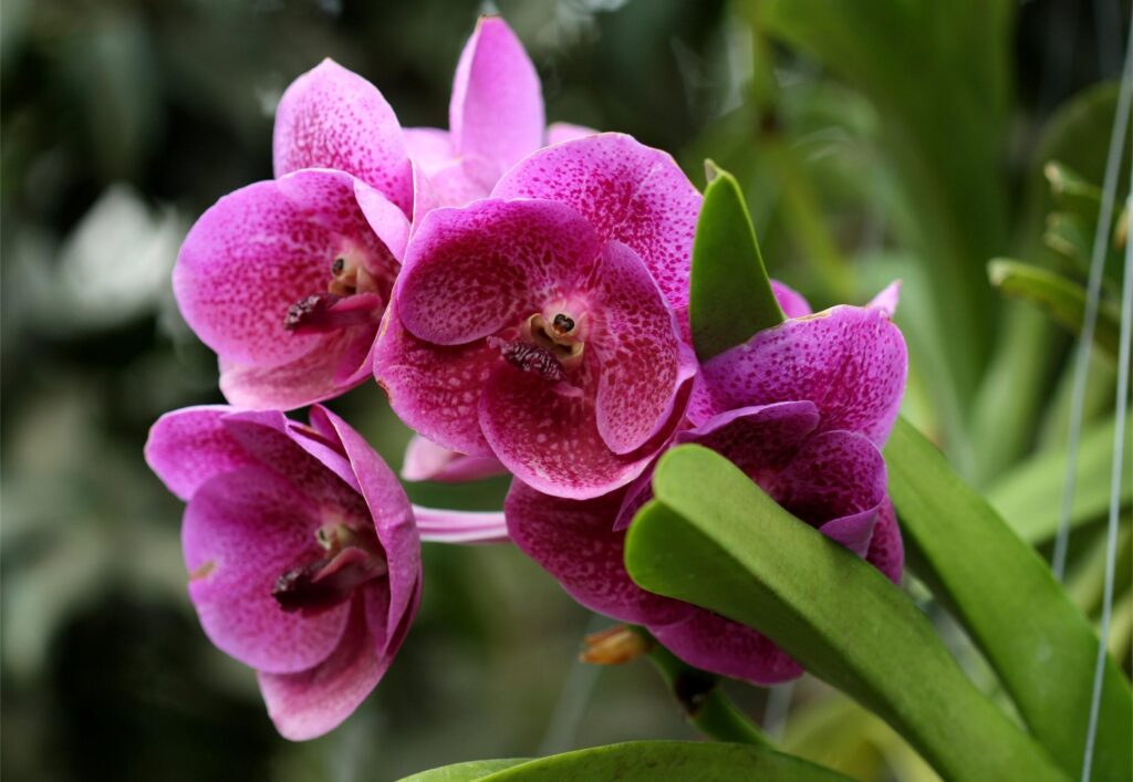Vibrant Purple Orchids Close-Up - Lush Green Background Serenity Wallpaper