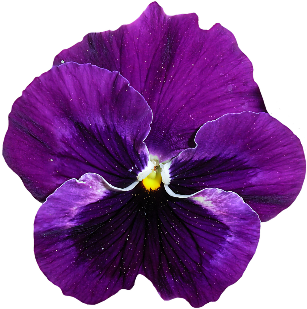 Vibrant Purple Pansy Flower Wallpaper with Transparent Background