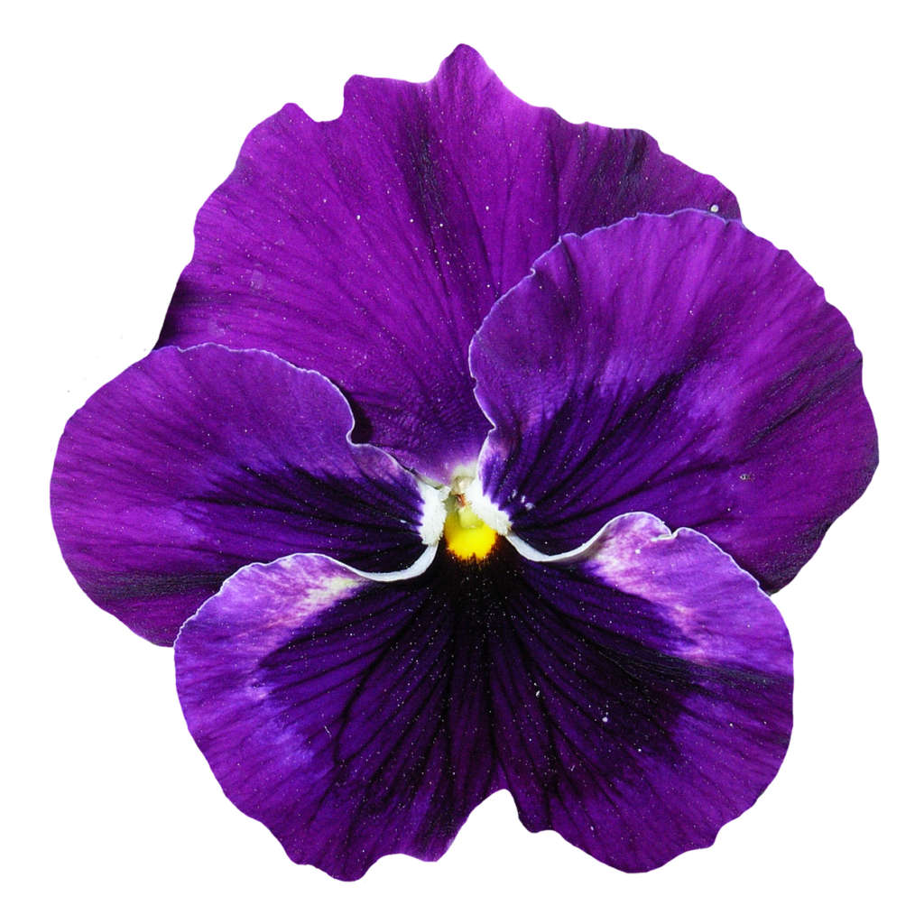 Vivid Purple Pansy Wallpaper: Stunning Detail for Your Digital Background