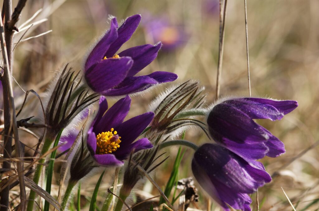 Vibrant Purple Pasqueflowers: Spring Close-Up Wallpaper