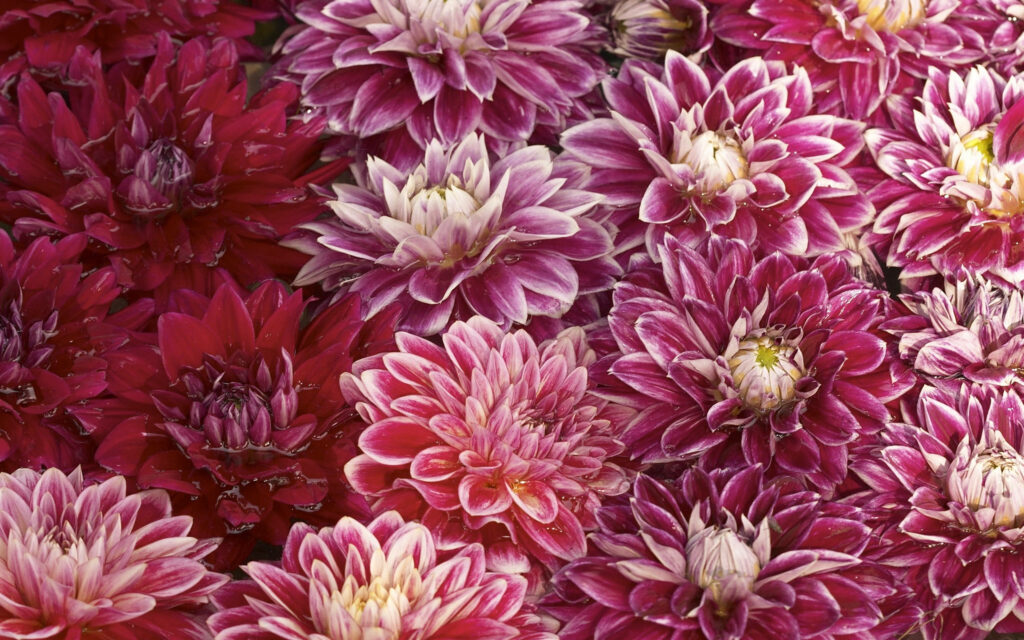 Vibrant Purple & Red Chrysanthemum Wallpaper Background