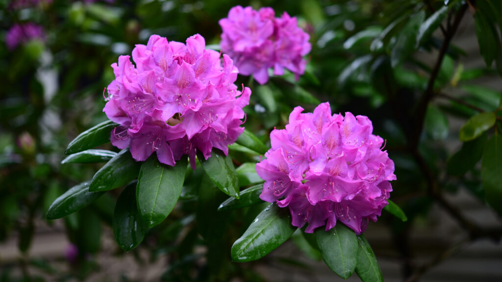 Vibrant Purple Rhododendron Wallpaper with Lush Green Leaves