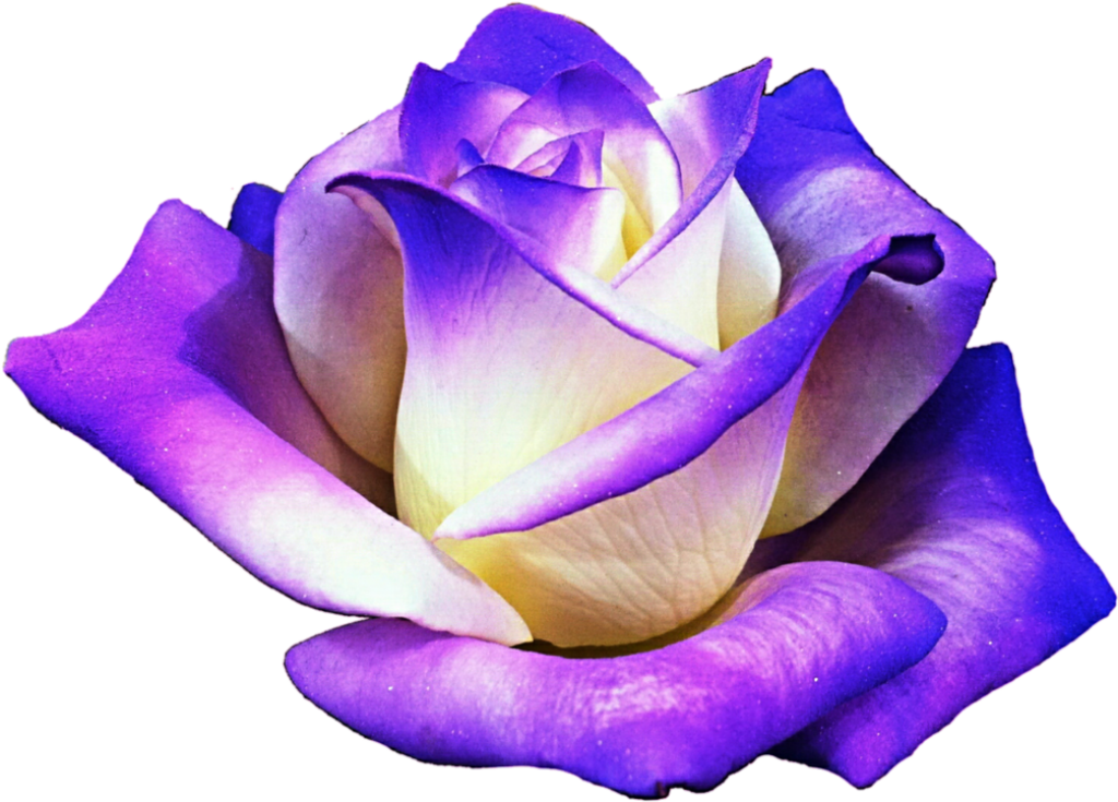 Elegant Purple Rose Wallpaper with Gradient Petals on Transparent Background