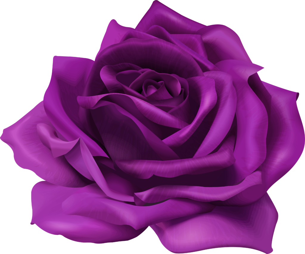 Vibrant Purple Rose Wallpaper with Realistic Graphic Design