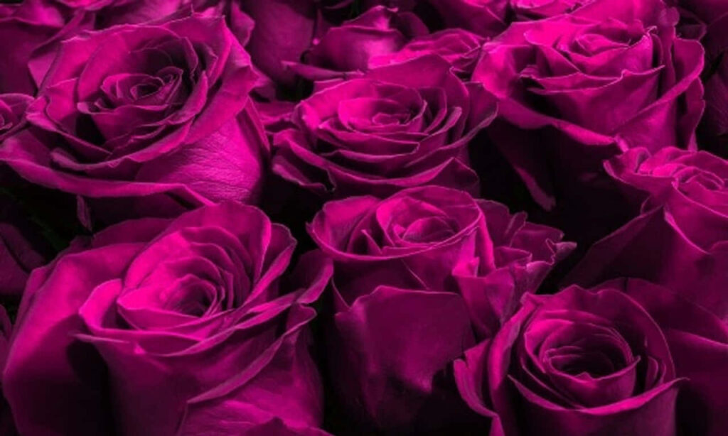 Vibrant Purple Roses Wallpaper - Elegant Floral Desktop Background