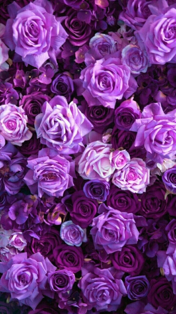 Vibrant Purple Roses: Elegant Floral iPhone Background Wallpaper