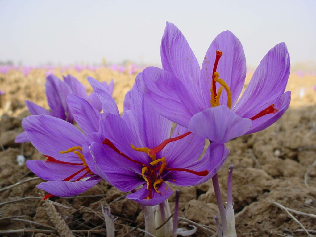 Vibrant Purple Saffron Crocus Flowers with Blurred Field Background Wallpaper