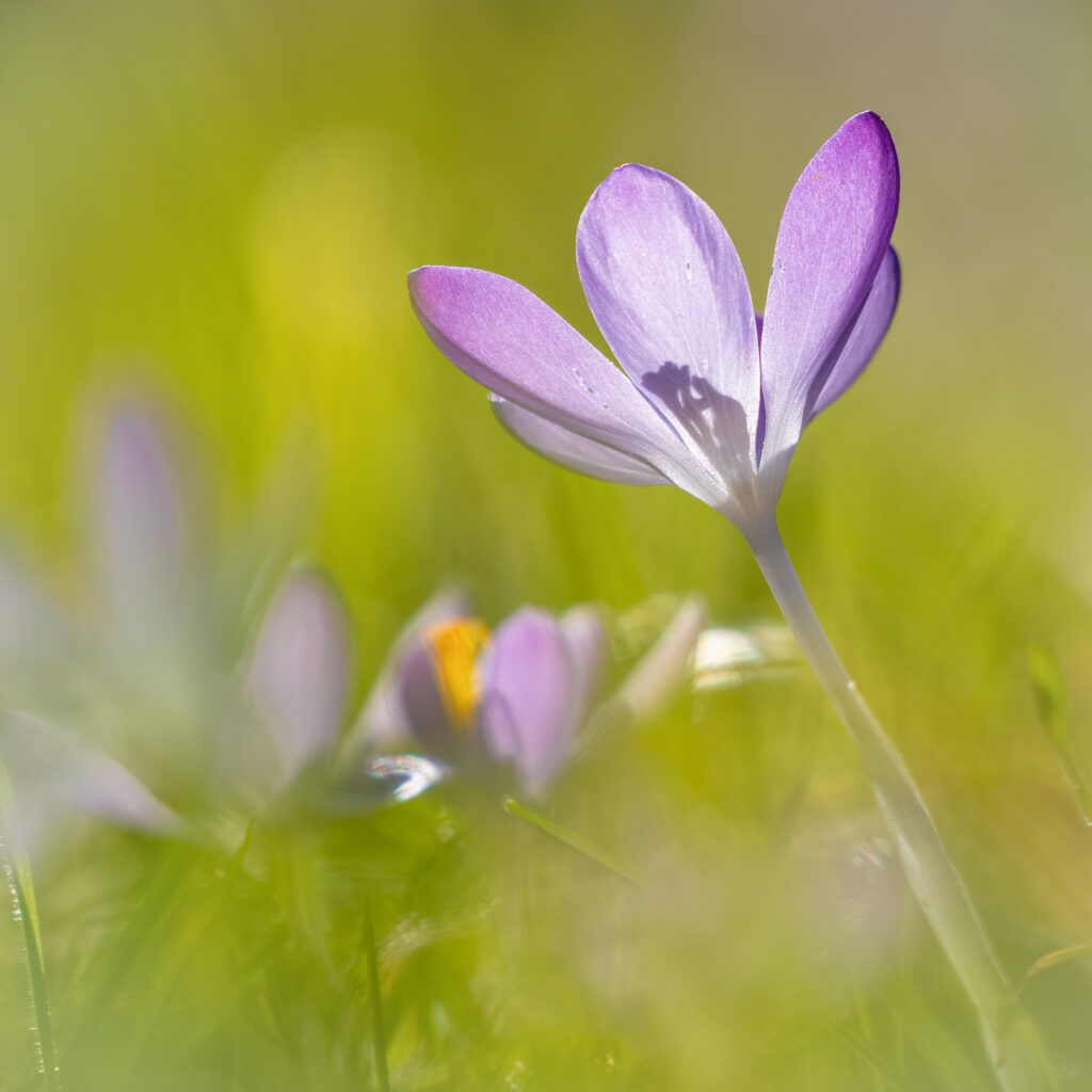 Vibrant Purple Saffron Flower Close-Up Wallpaper Background