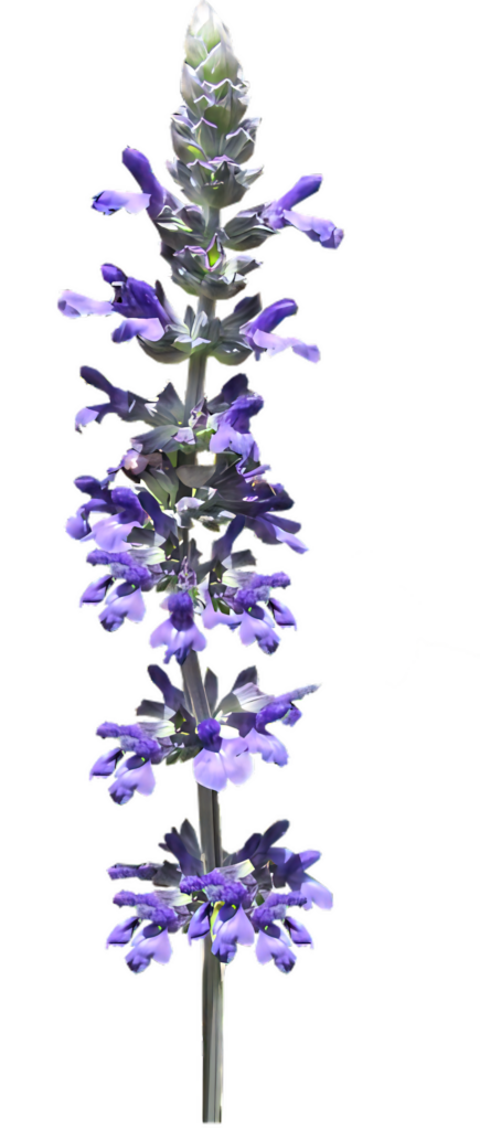 Vibrant Purple Salvia Flower PNG Wallpaper with Transparent Background