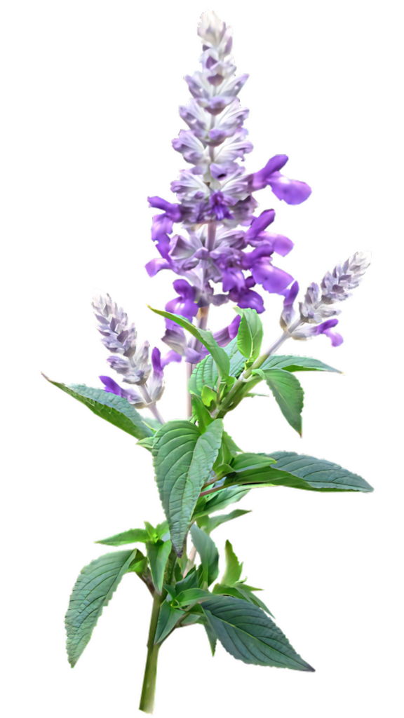 Vibrant Purple Salvia Flower Wallpaper with Transparent Background