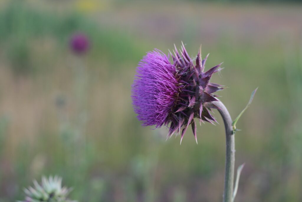 Vibrant Purple Thistle Close-Up: Nature Wallpaper Background