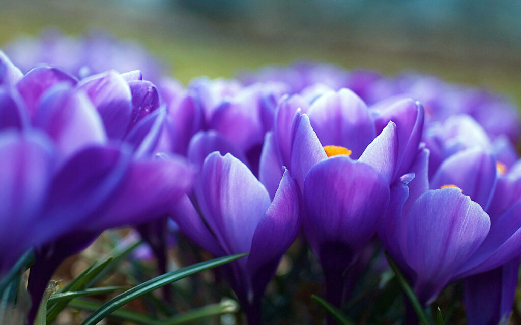 Vibrant Purple Tulip Wallpaper: Close-Up Floral Beauty Background