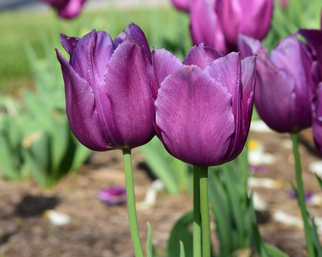 Vibrant Purple Tulips Wallpaper - Lush Garden Elegance