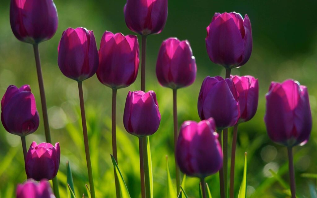 Vibrant Purple Tulips in Sunlight: Refreshing Spring Wallpaper