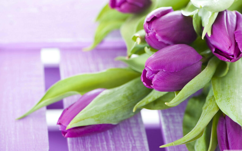 Vibrant Purple Tulips on Pastel Lavender: Spring Wallpaper Background