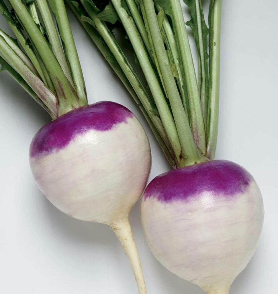Fresh Purple Turnips Wallpaper - Vibrant Green Stems on White Background