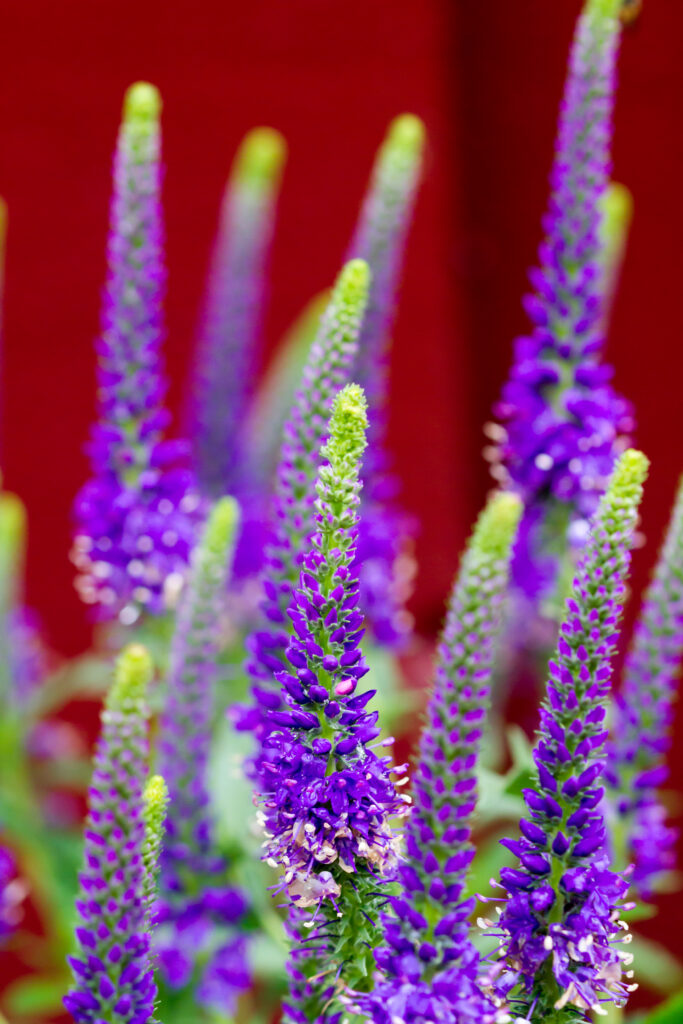 Vibrant Purple Veronica Flowers on Soft Red Background Wallpaper