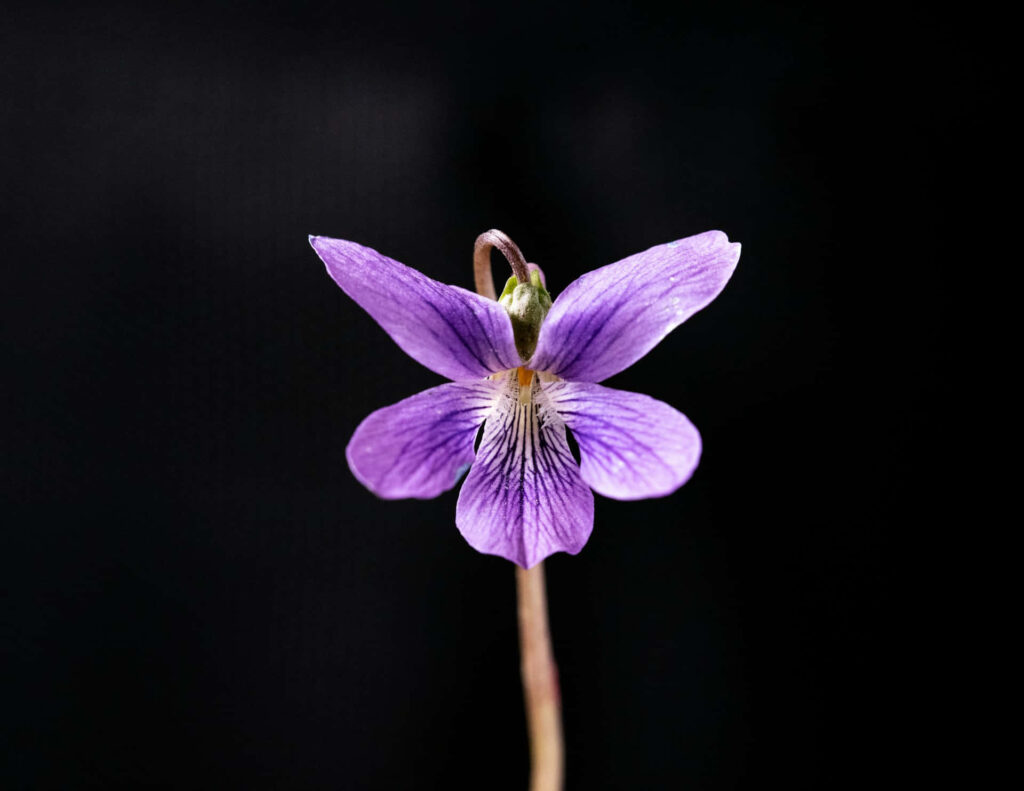 Vibrant Purple Viola Flower Wallpaper with Dark Background Details