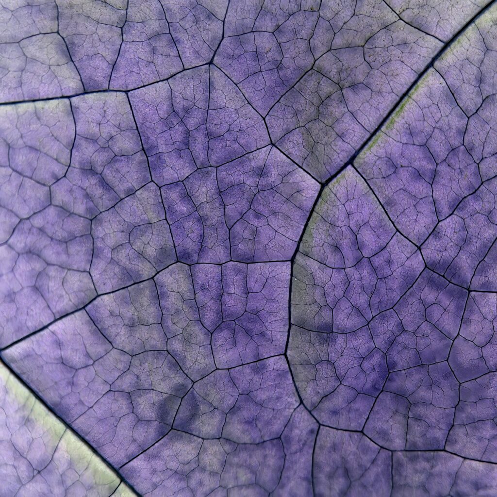 Vibrant Purple Wallpaper: Intricate Vein Patterns & Artistic Textures