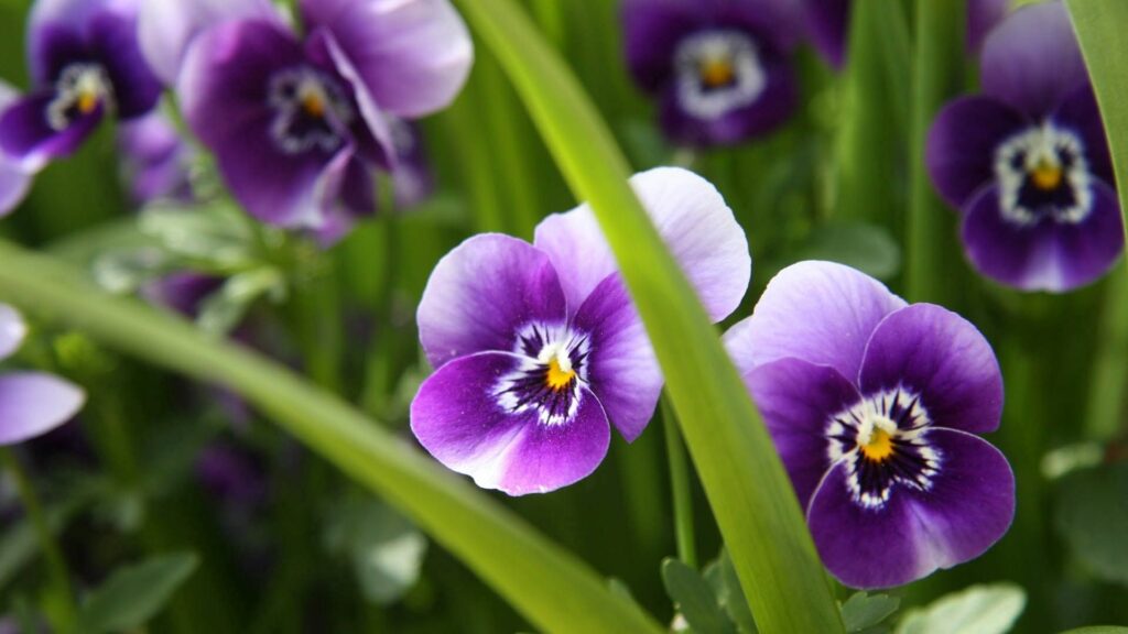 Vibrant Purple & White Flower Wallpaper with Lush Green Background