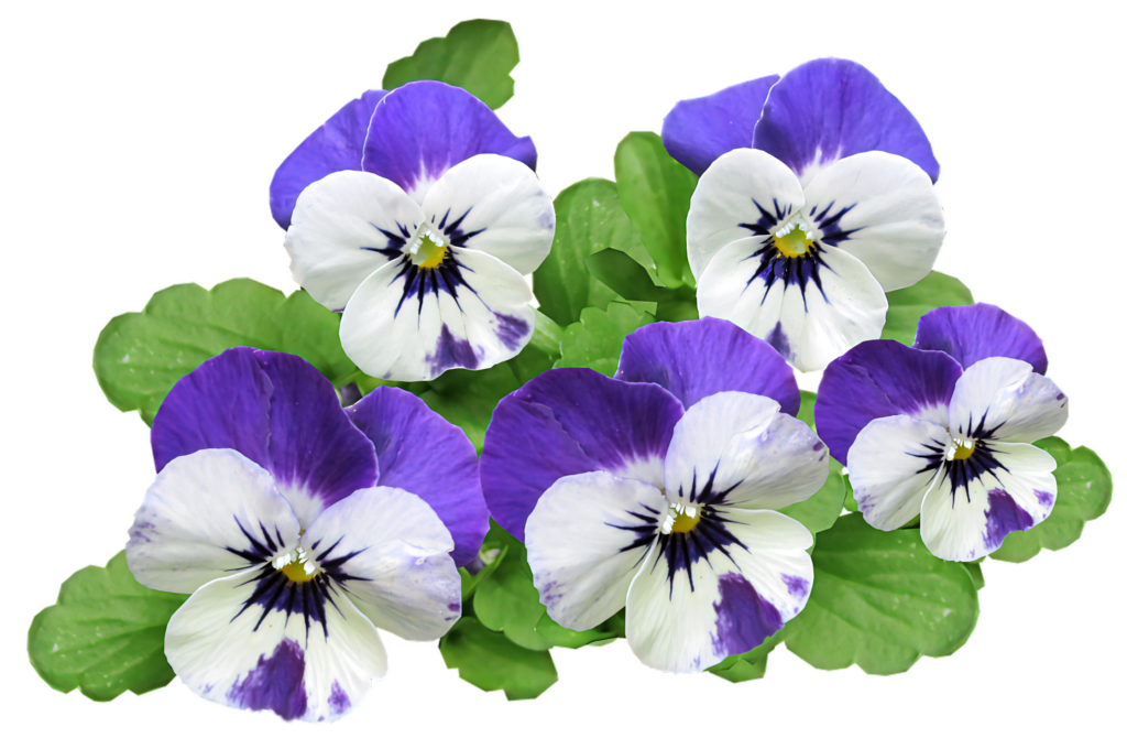 Vibrant Purple & White Pansies Wallpaper - Transparent Background