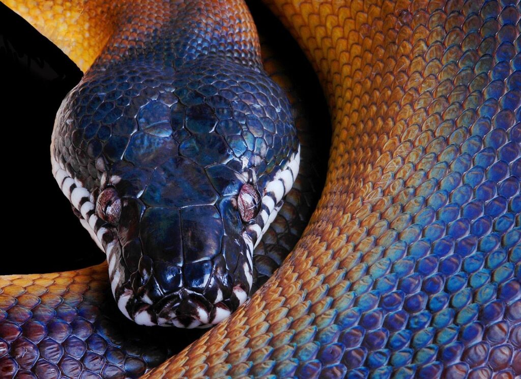 Vibrant Python Wallpaper: Close-Up of Intricate Scales & Patterns