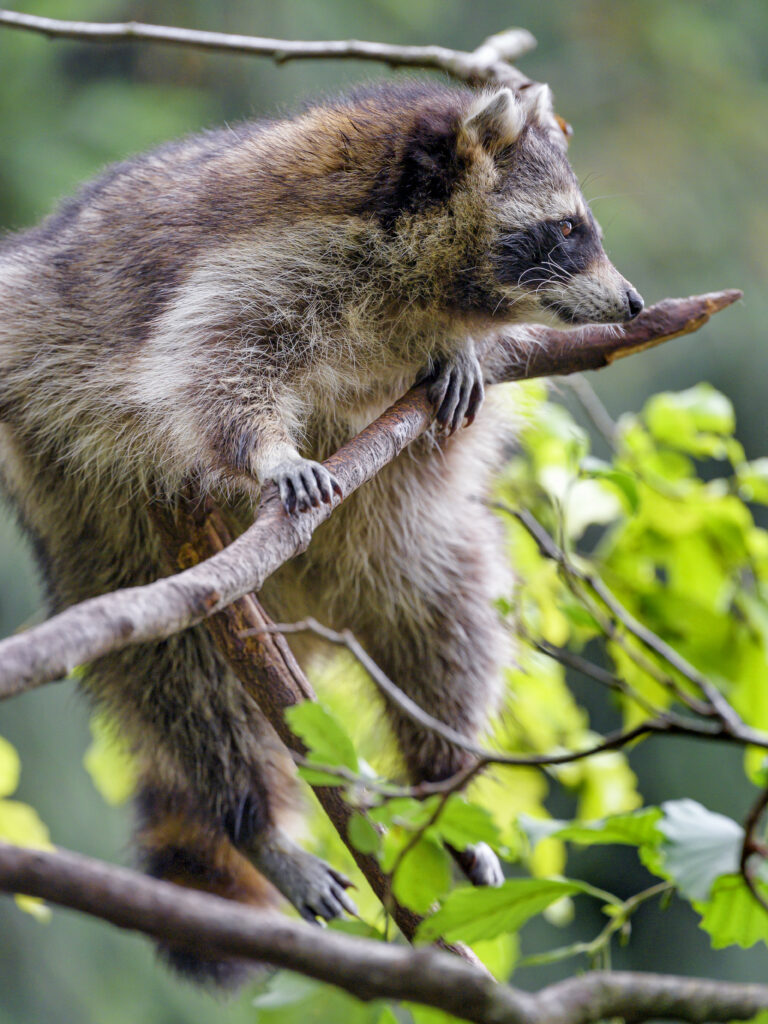 Vibrant Raccoon Wallpaper: Furry Texture in Nature's Embrace