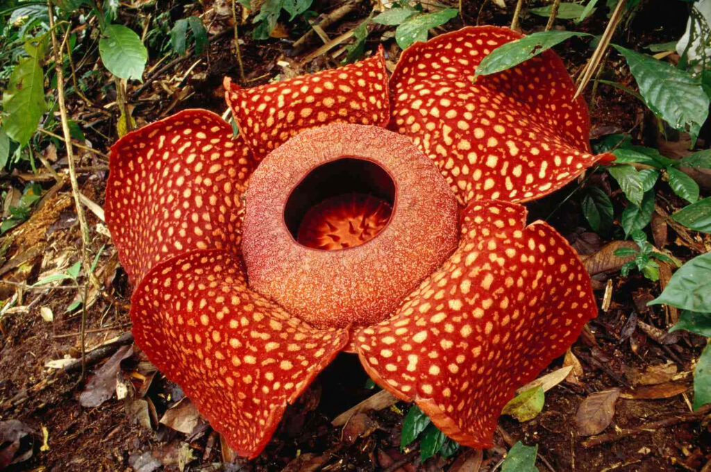 Stunning Rafflesia Flower Wallpaper: Vibrant Red with Cream Spots