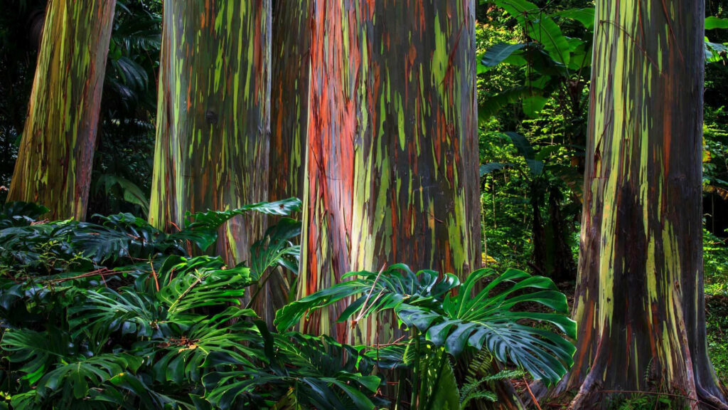 Vibrant Rainbow Eucalyptus trees with multicolored bark in lush tropical forest wallpaper background
