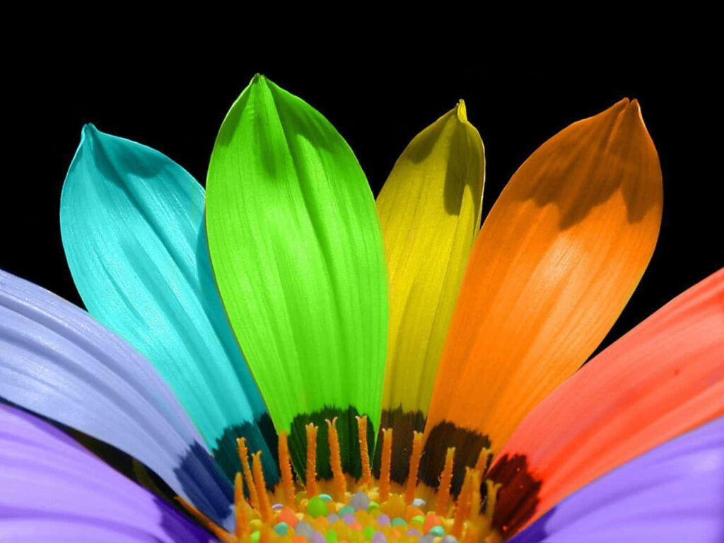 Vibrant Rainbow Flower Wallpaper on Dark Background - Closeup Detail