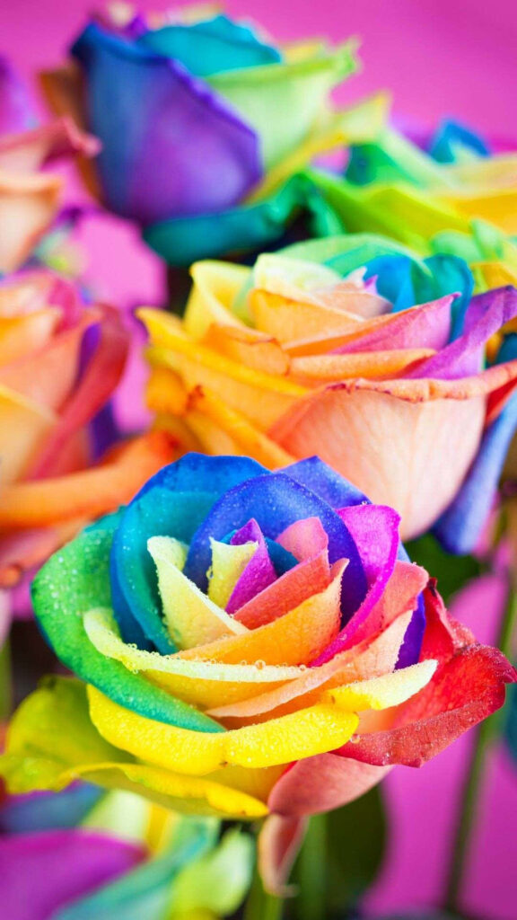 Vibrant Rainbow Flower Wallpaper: Brighten Your Phone Background