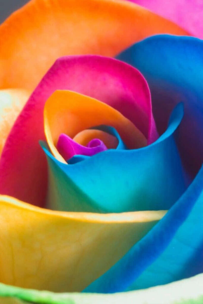 Vibrant Rainbow Flower Wallpaper for Stunning iPhone Background