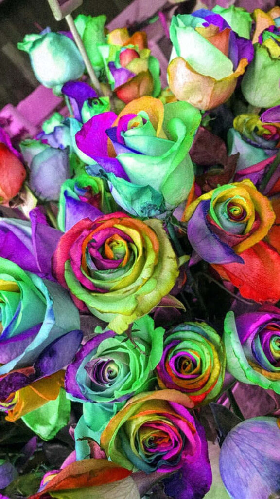 Vibrant Rainbow Roses iPhone Wallpaper - Colorful Floral Background