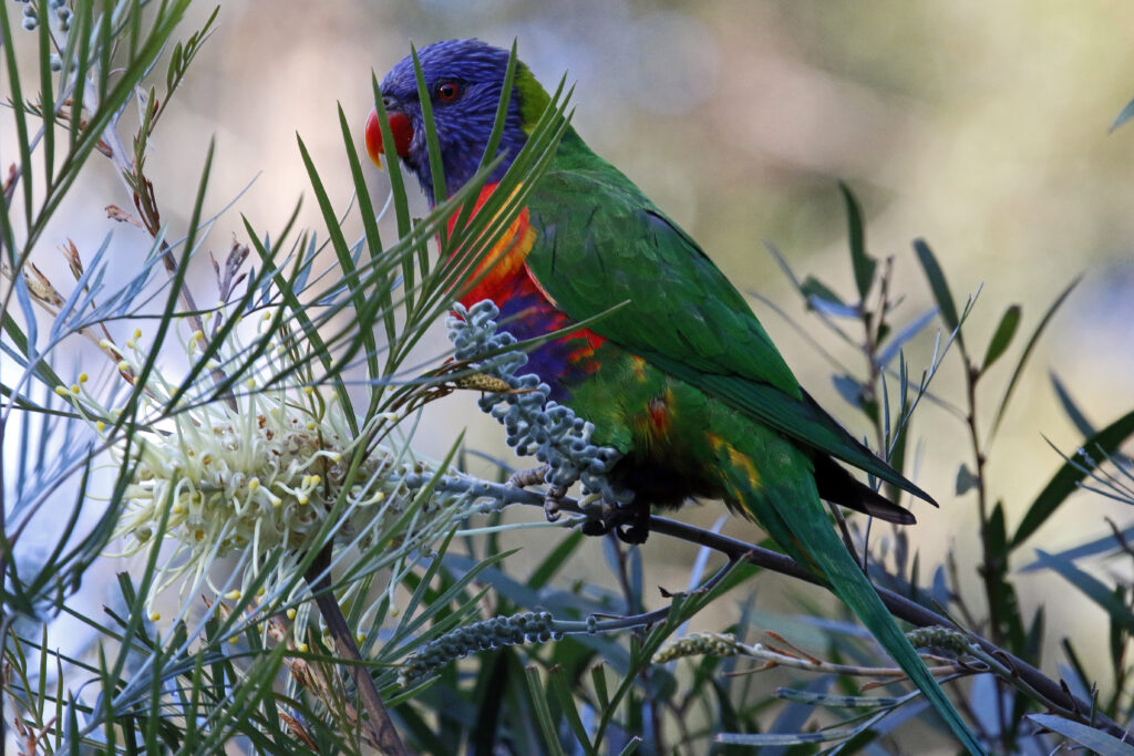 Vibrant Rainbow Lorikeet Amid Lush Greenery - Wildlife Wallpaper