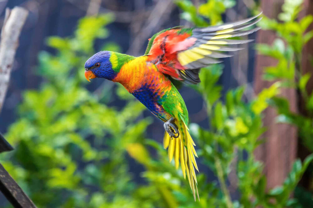 Vibrant Rainbow Lorikeet Wallpaper: Stunning Colors in Flight