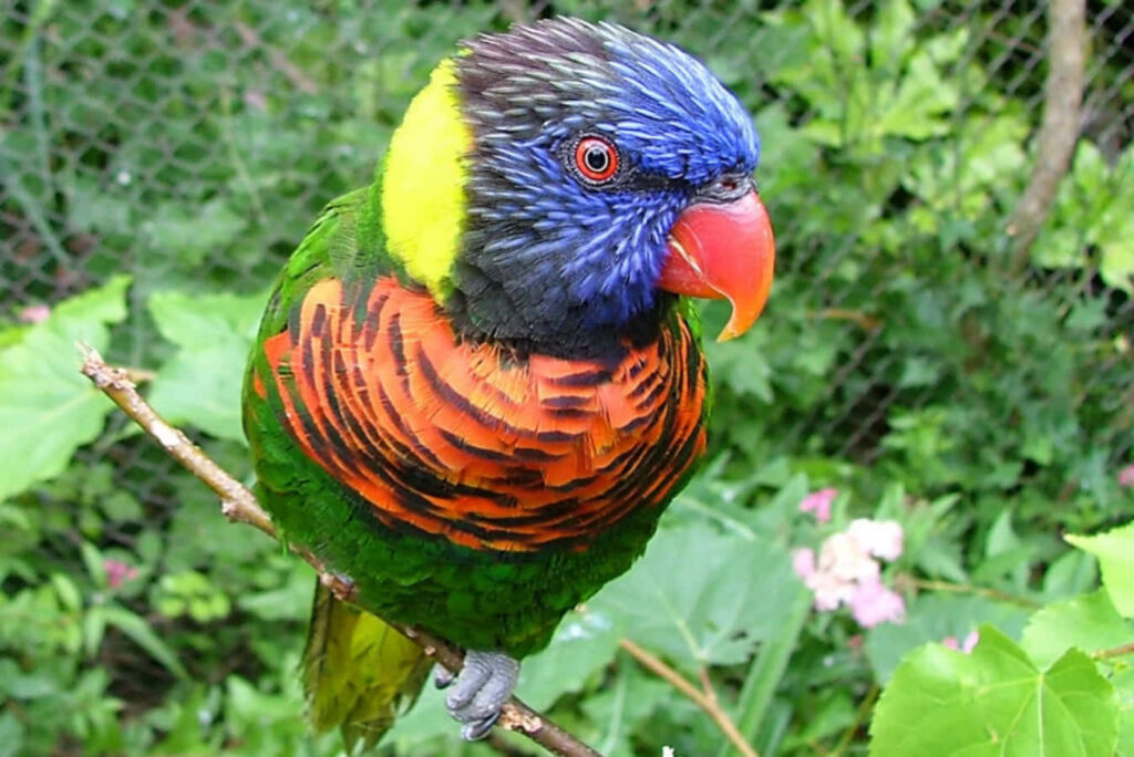 Vibrant Rainbow Lorikeet on Branch: Stunning Nature Wallpaper
