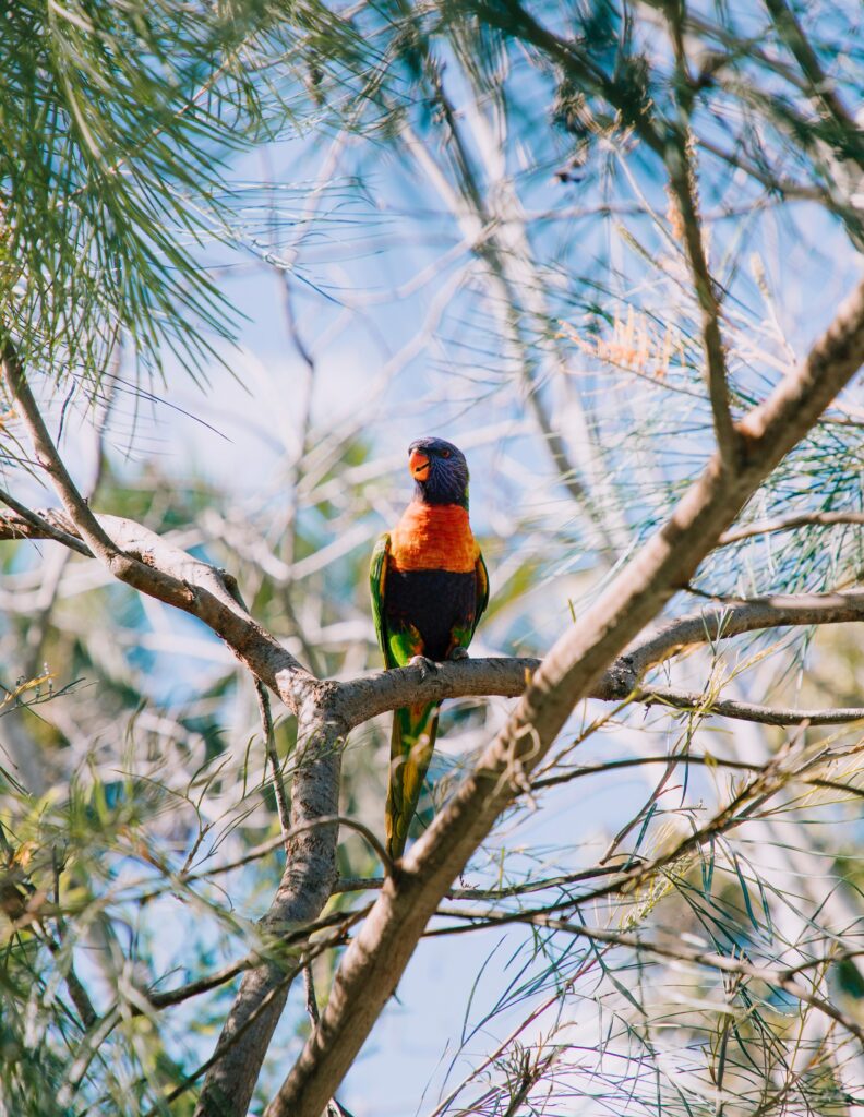 Vibrant Rainbow Lorikeet on Tree Branch - Nature Background Wallpaper