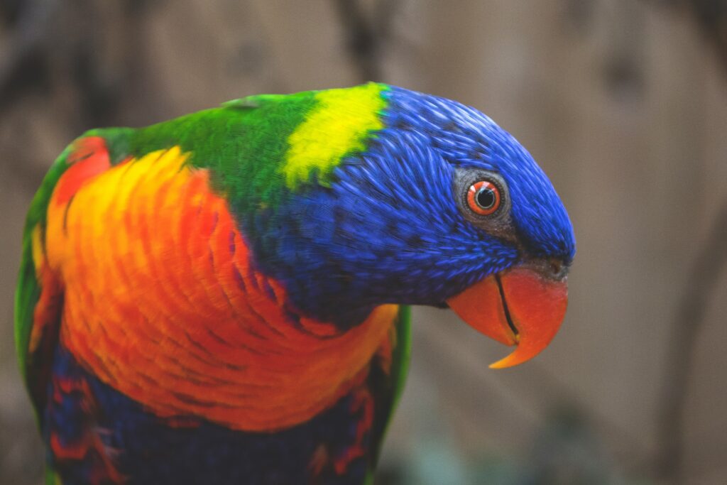 Vibrant Rainbow Lorikeet Wallpaper: Colorful Parrot Portrait
