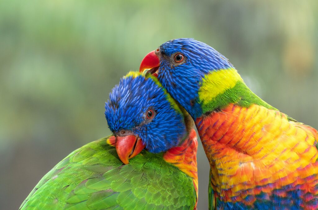 Vibrant Rainbow Lorikeets Wallpaper: Stunning Colorful Plumage